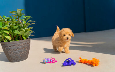 Les Premiers Jours avec Votre Chiot : Conseils Essentiels