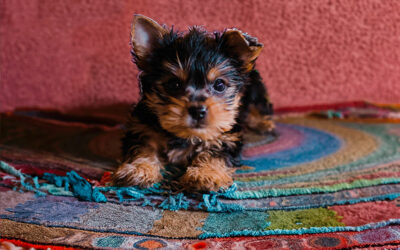 Éduquer Votre Chiot : Bases du Dressage